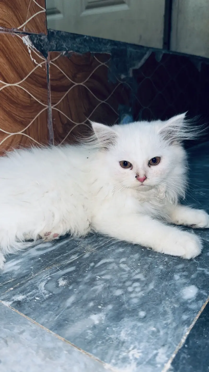 Persian 2 kittens triple coated (white) — photo 2