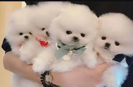 Pomeranian puppies/shihtzu puppies 0330*5406*one/one/five