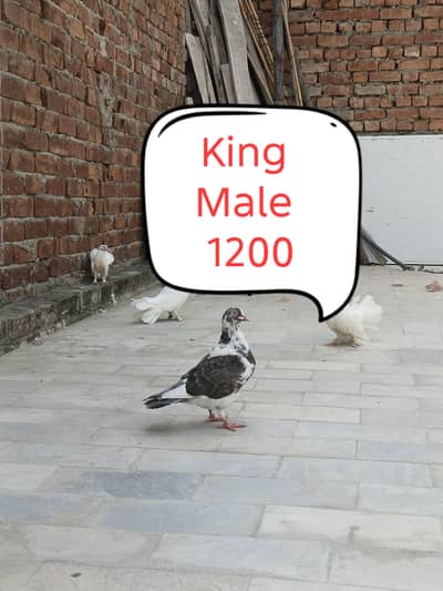 king Male