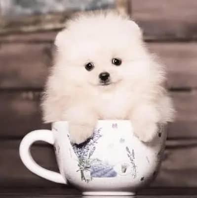 Pomeranian puppies for sale 2 month age Whatsapp no 03479161720