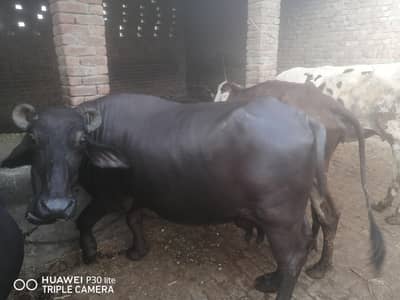 بھنیس سیل کرنی ہے 03006326090 اس نمبر پر رابطہ کریں