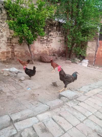 1 murgha or 3 murgian Han anday start krny wali han