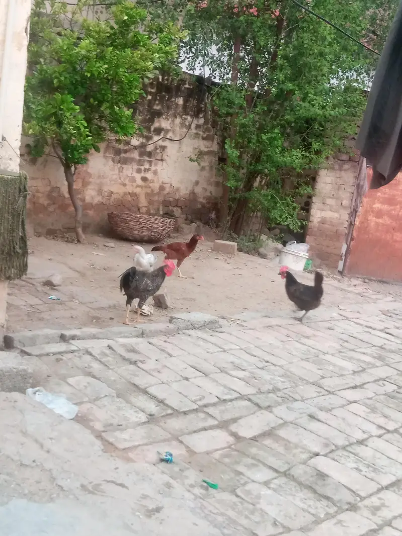 1 murgha or 3 murgian Han anday start krny wali han — photo 2