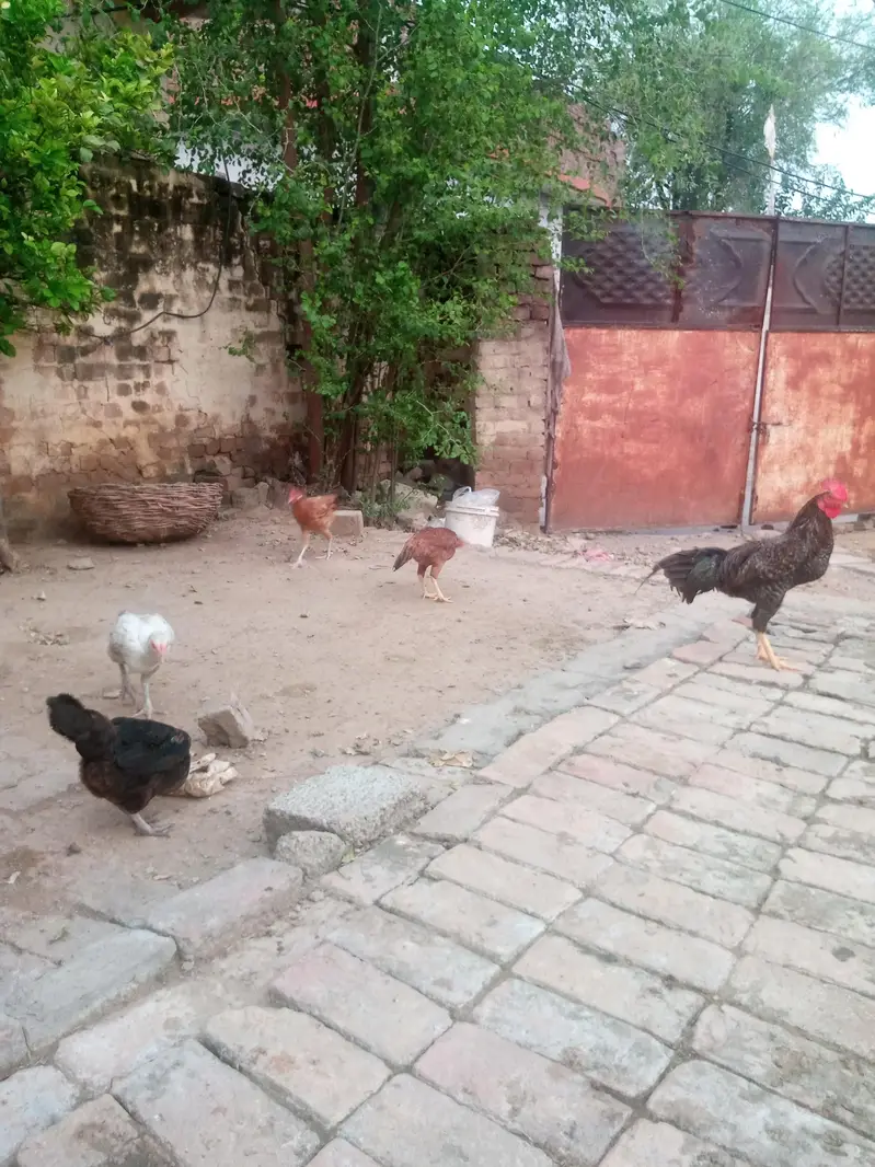 1 murgha or 3 murgian Han anday start krny wali han — photo 3