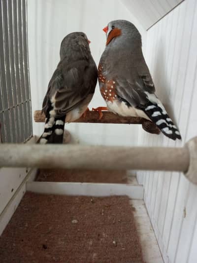 Zebra Finch