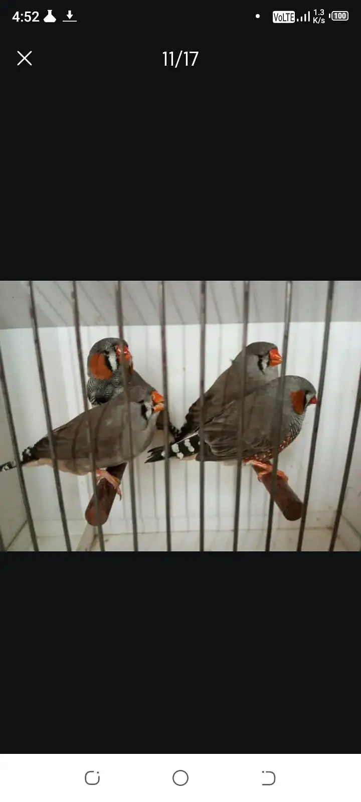 Zebra Finch — photo 2