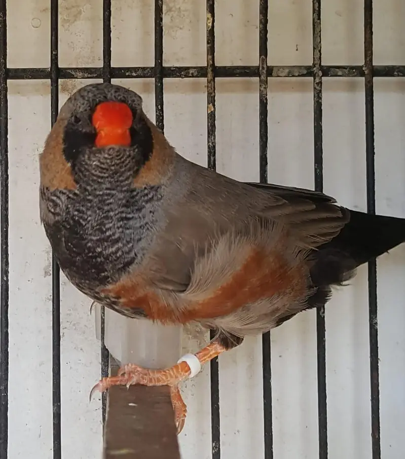 Zebra Finch — photo 3