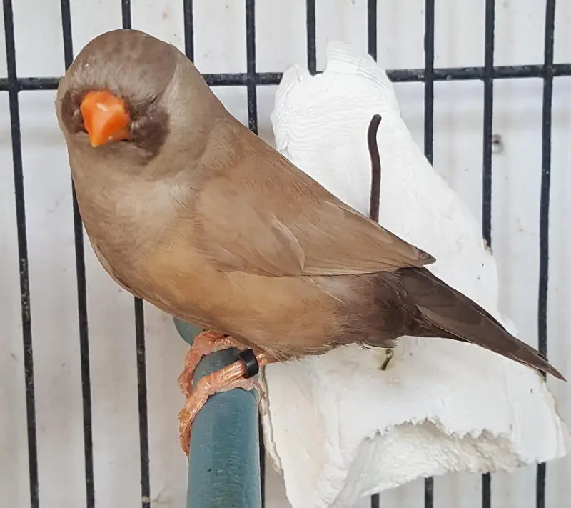 Zebra Finch — photo 4