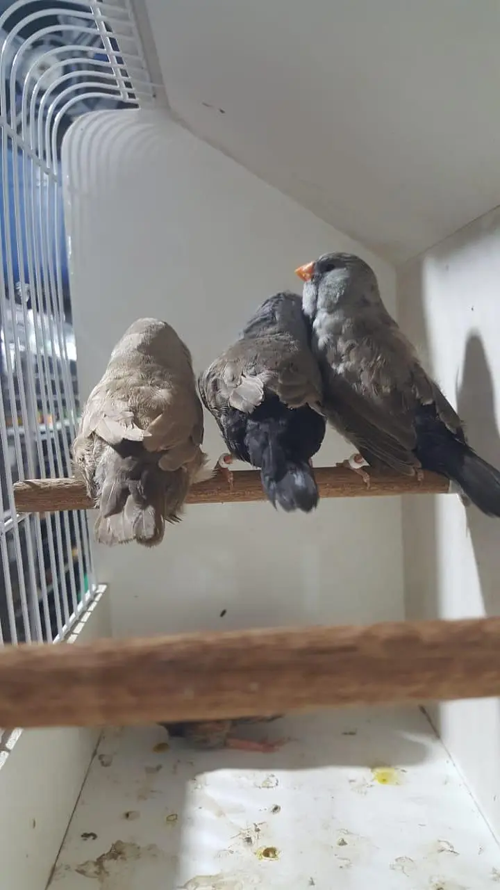 Zebra Finch — photo 5