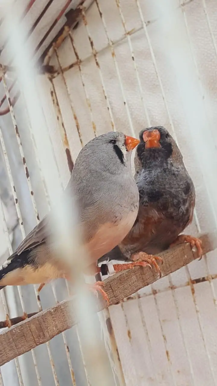 Zebra Finch — photo 6