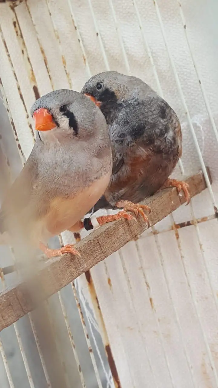 Zebra Finch — photo 7