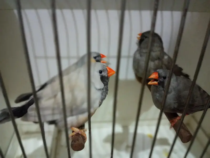 Zebra Finch — photo 8