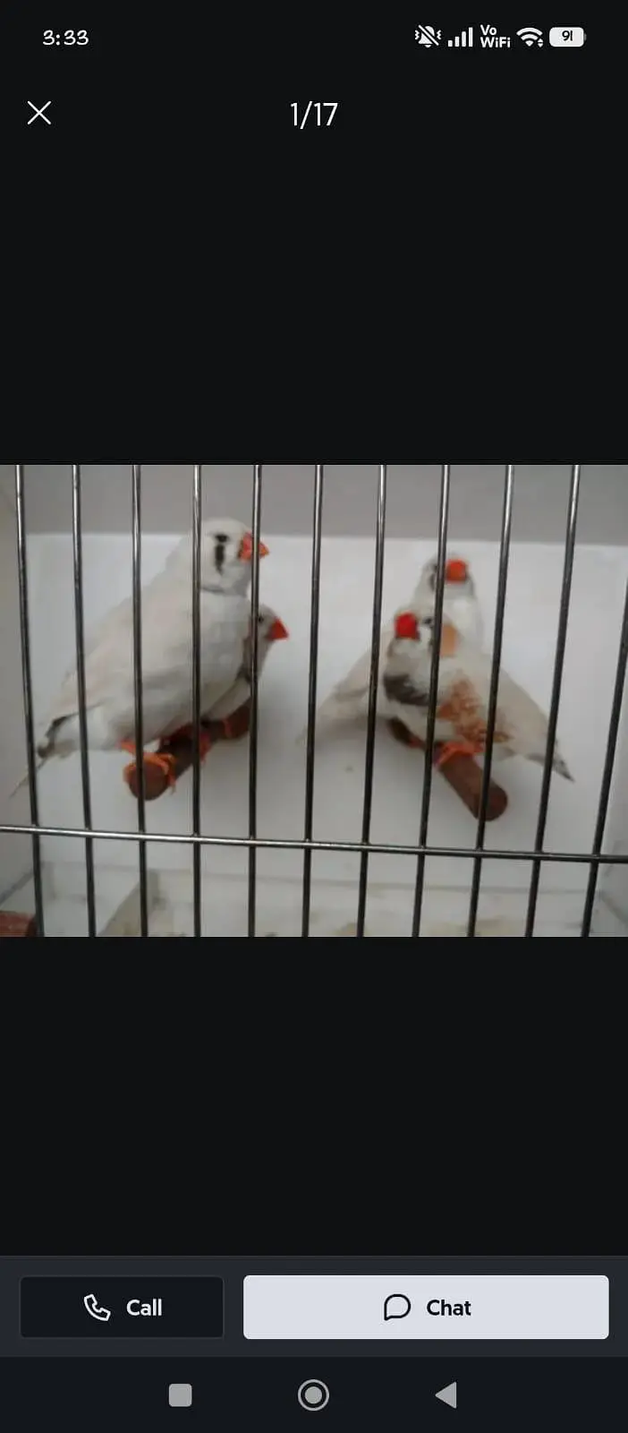 Zebra Finch — photo 9