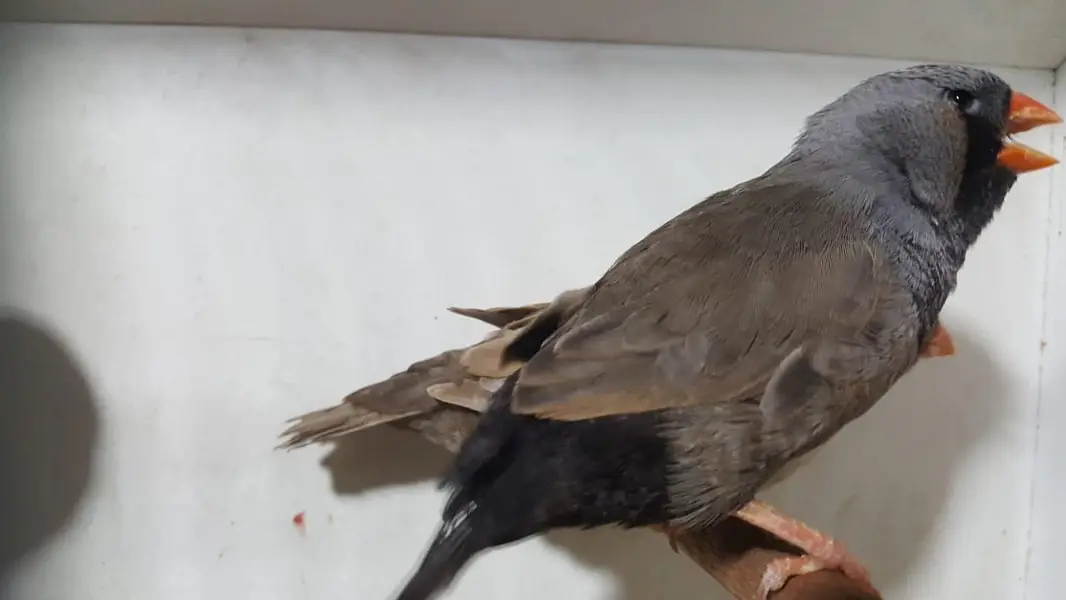 Zebra Finch — photo 10