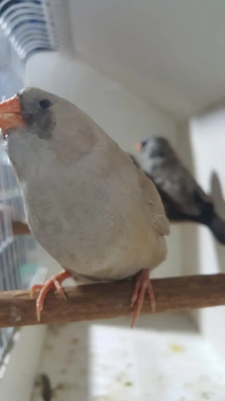 Zebra Finch — photo 11