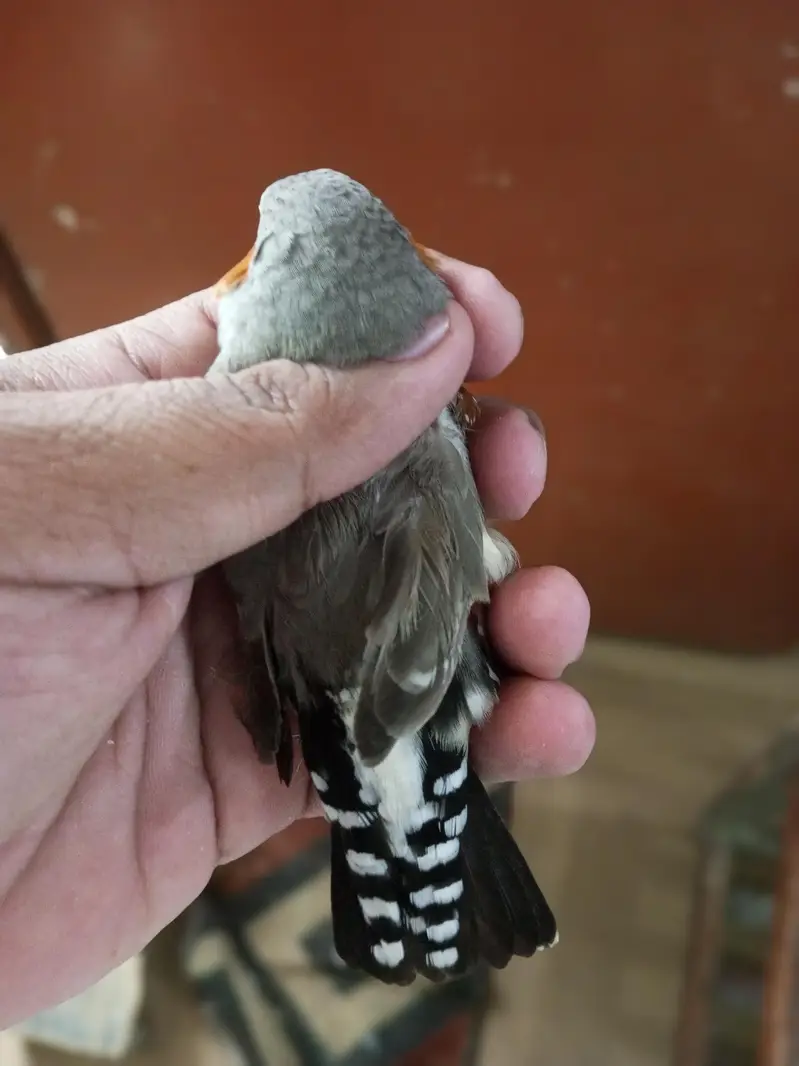 Zebra Finch — photo 12