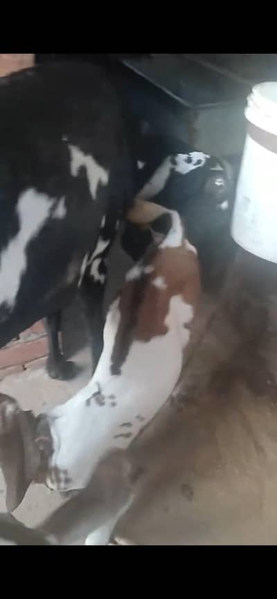 Femal Goats for Sale