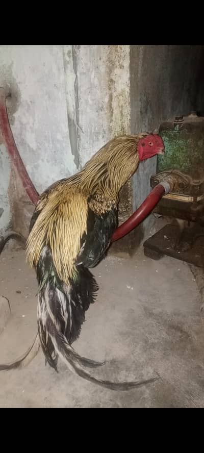 narangi or jawa