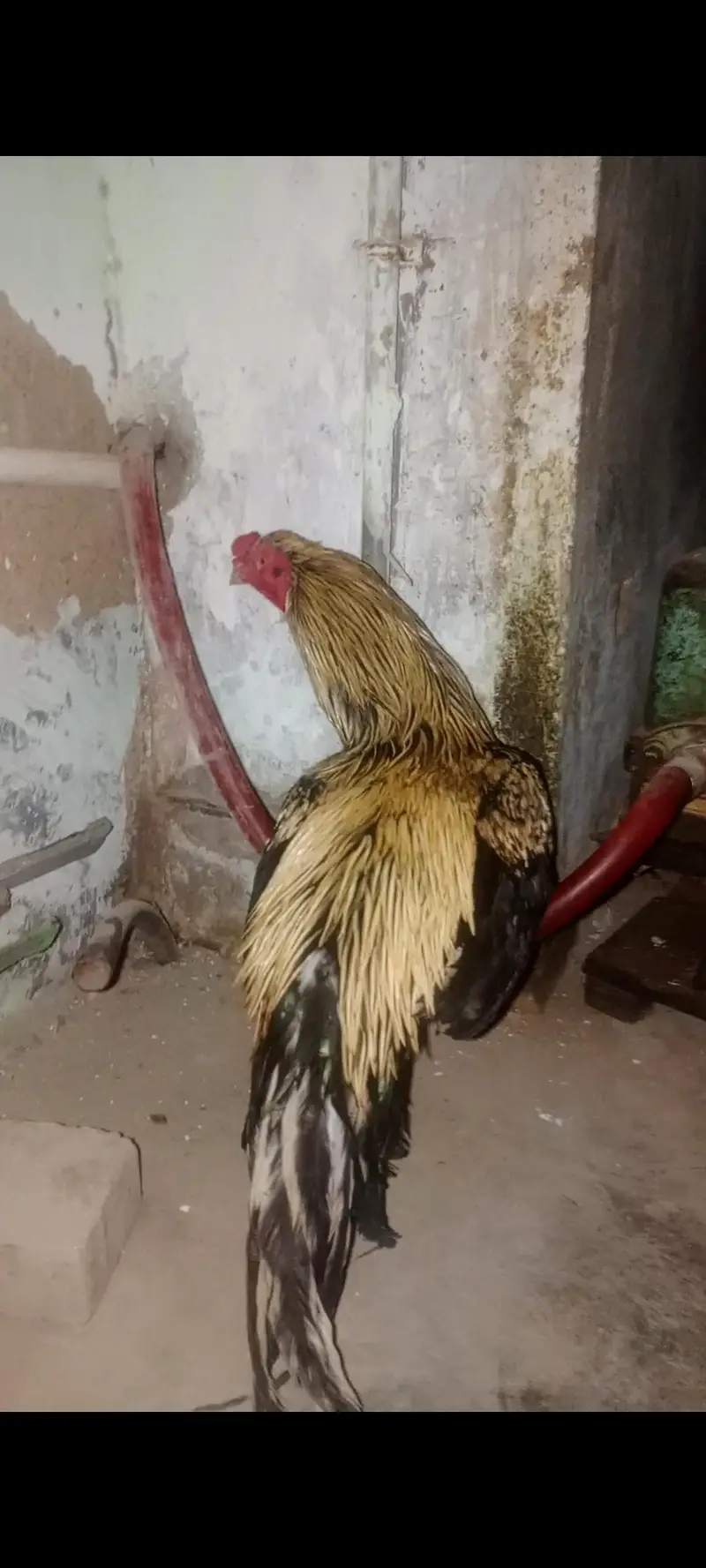 narangi or jawa — photo 2