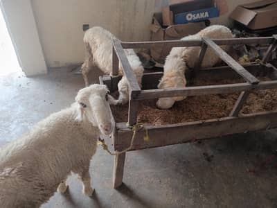 sheep male & Female