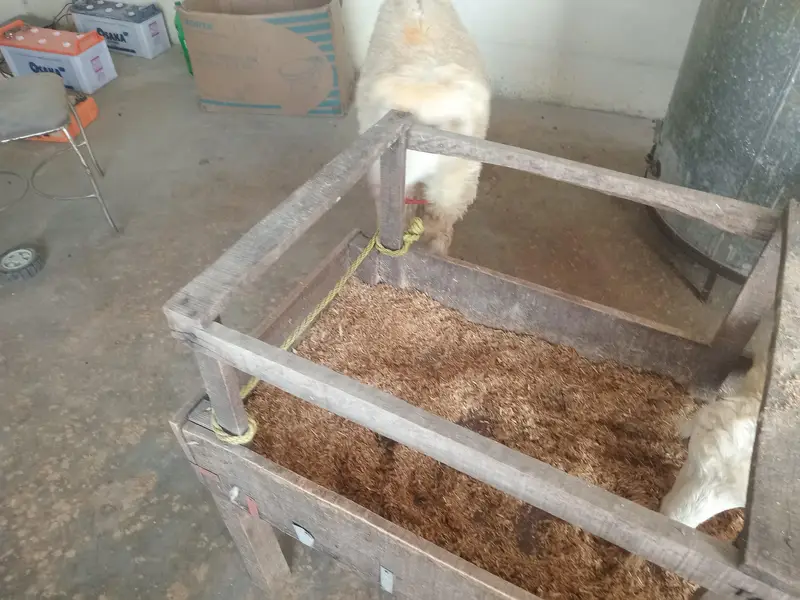 sheep male & Female — photo 3