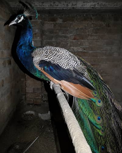 "Beautiful Peacock (Mor) Available for Sale"