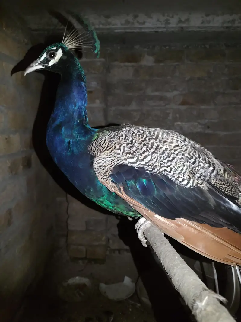 "Beautiful Peacock (Mor) Available for Sale" — photo 2