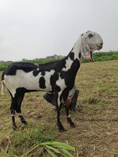 tota naak