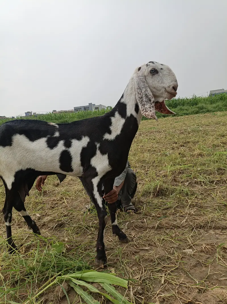 tota naak — photo 2