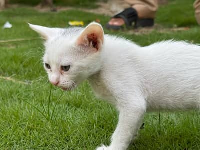 persion cat
