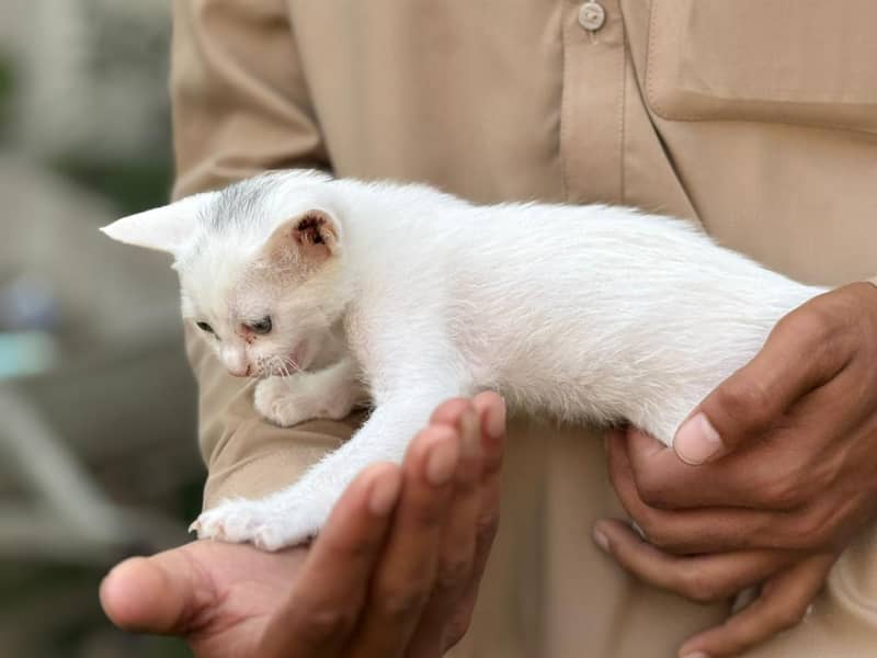 persion cat 1