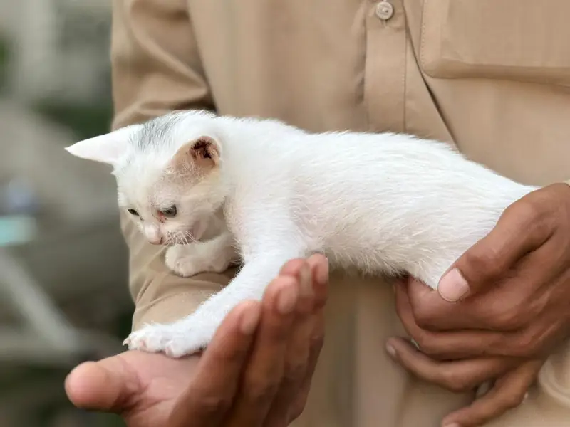 persion cat — photo 2