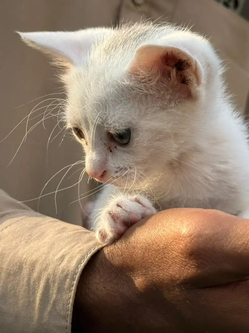 persion cat — photo 3