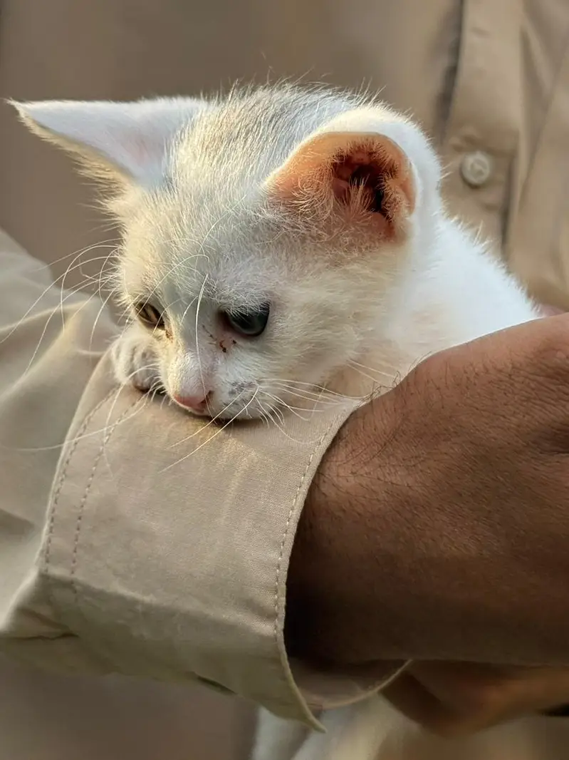 persion cat — photo 4