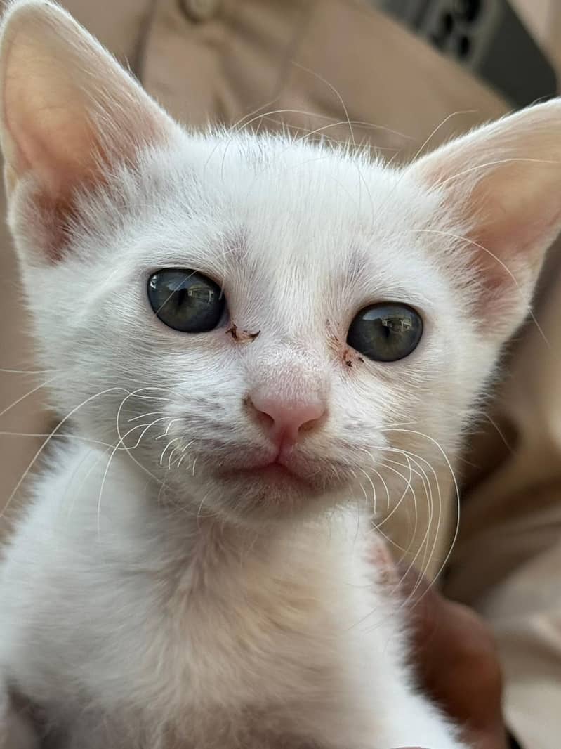 persion cat 4