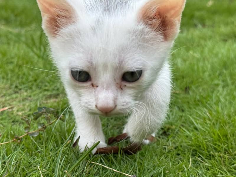 persion cat 5
