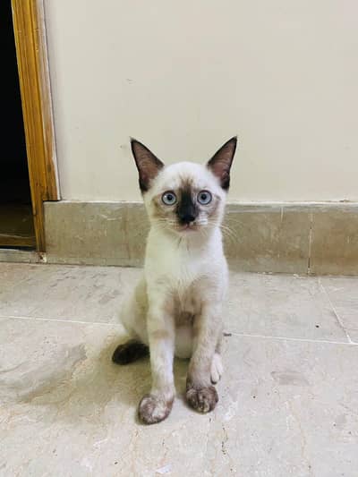 3 months kitten Siamese breed, blue eyes, liter trained