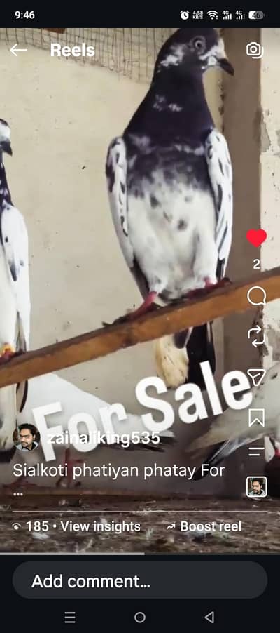 Batery or Motiyon waly pigeons for sale