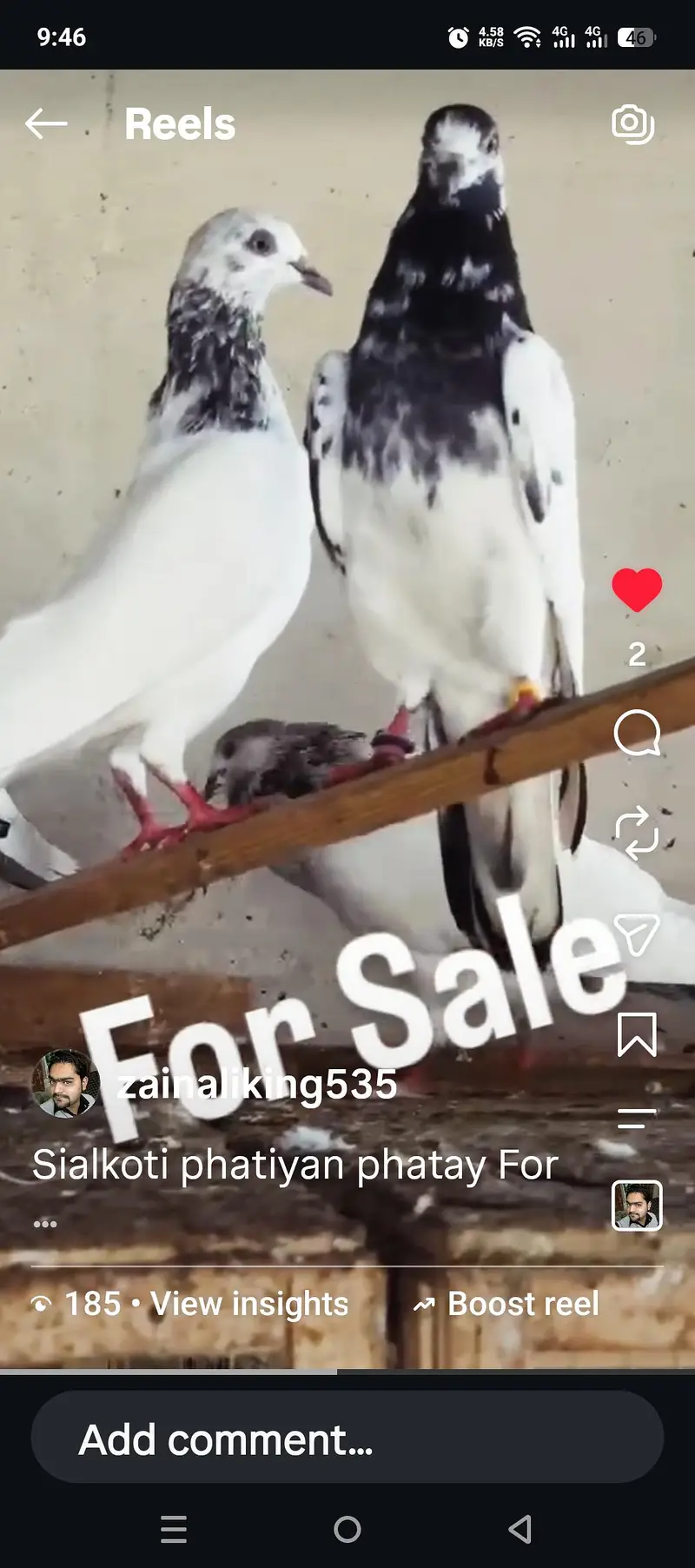Batery or Motiyon waly pigeons for sale — photo 2