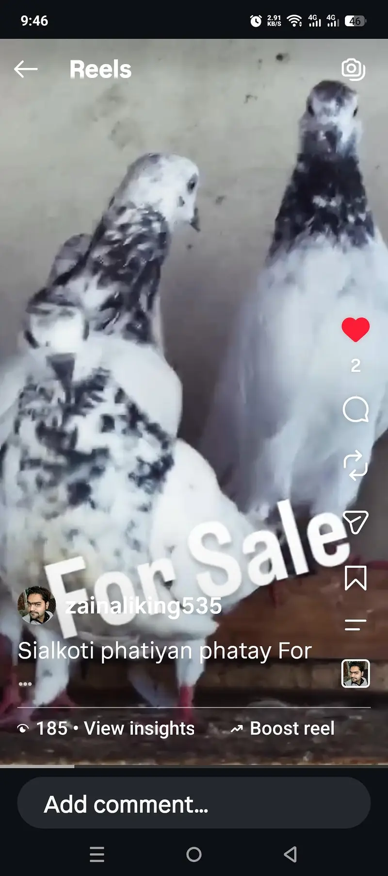 Batery or Motiyon waly pigeons for sale — photo 3