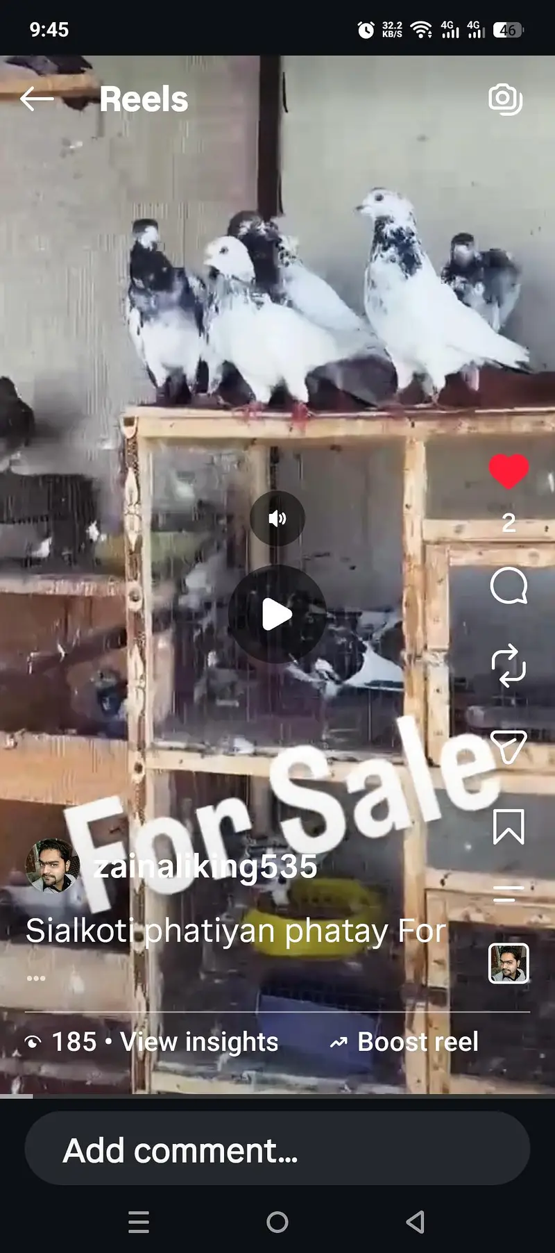 Batery or Motiyon waly pigeons for sale — photo 4