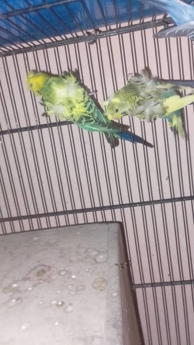 hogoromo males
