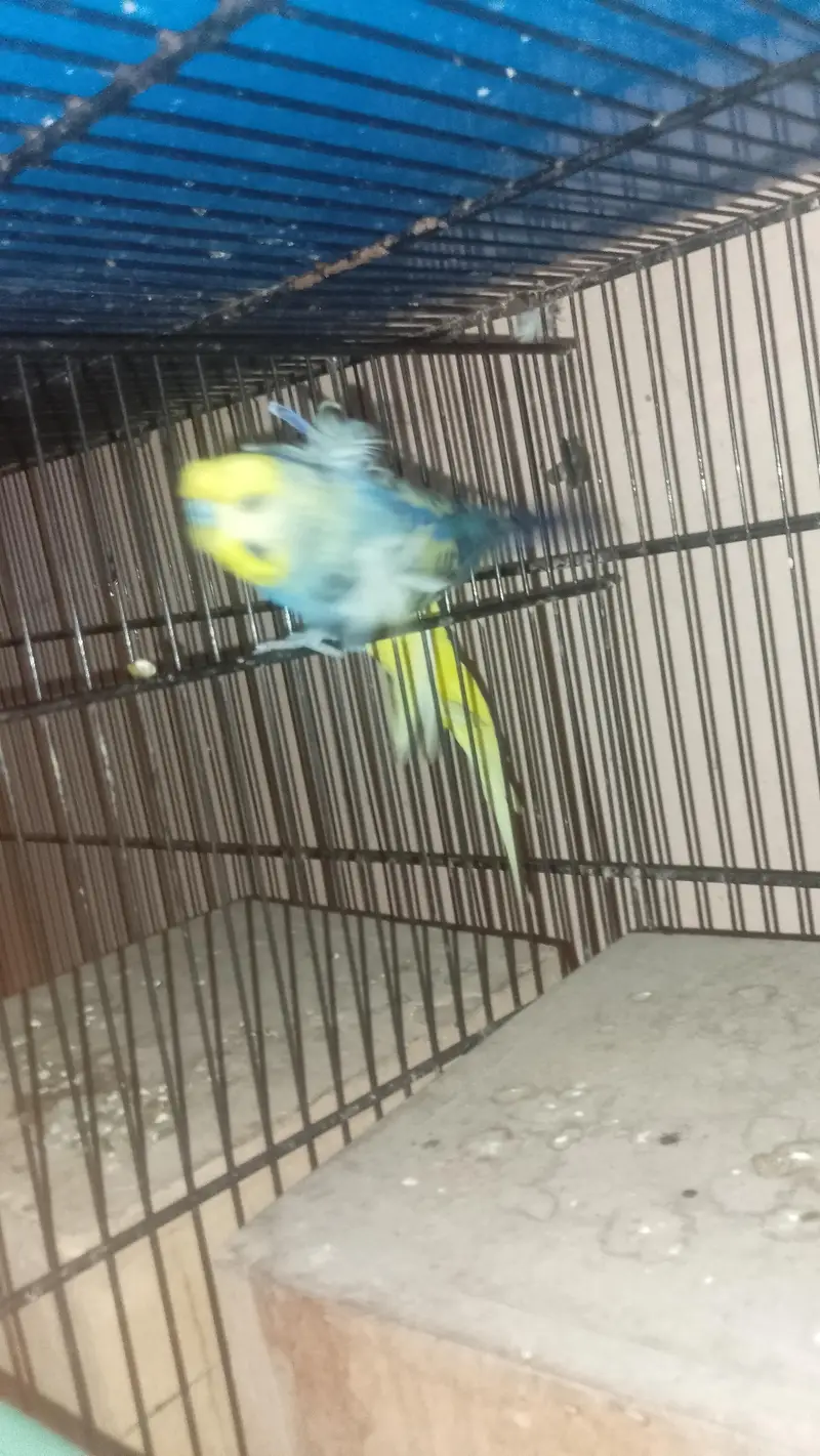 hogoromo males — photo 2