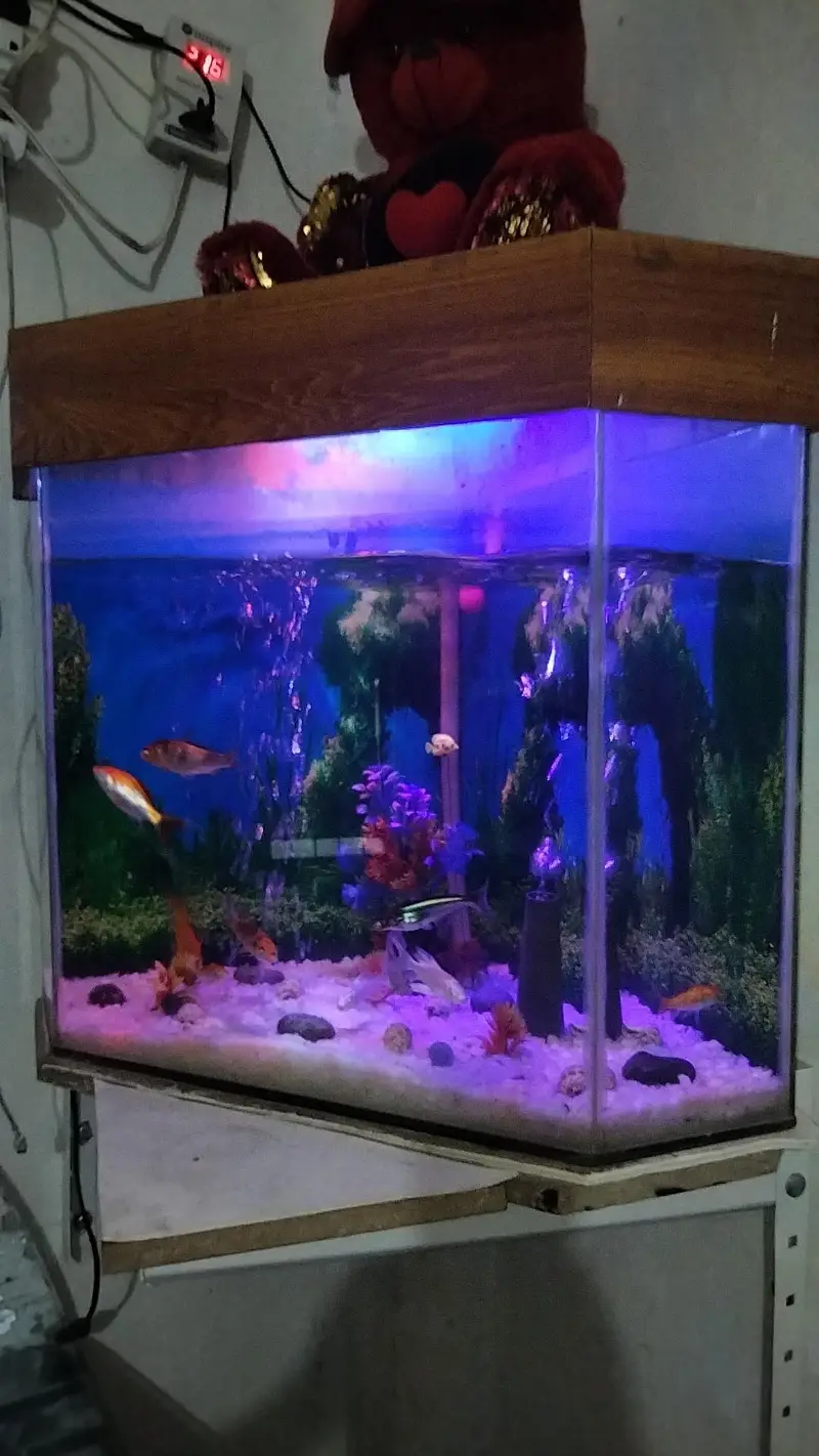 aquarium with 10 fish 03014616692