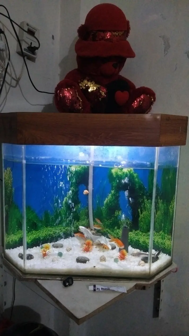 aquarium with 10 fish 03014616692 — photo 2