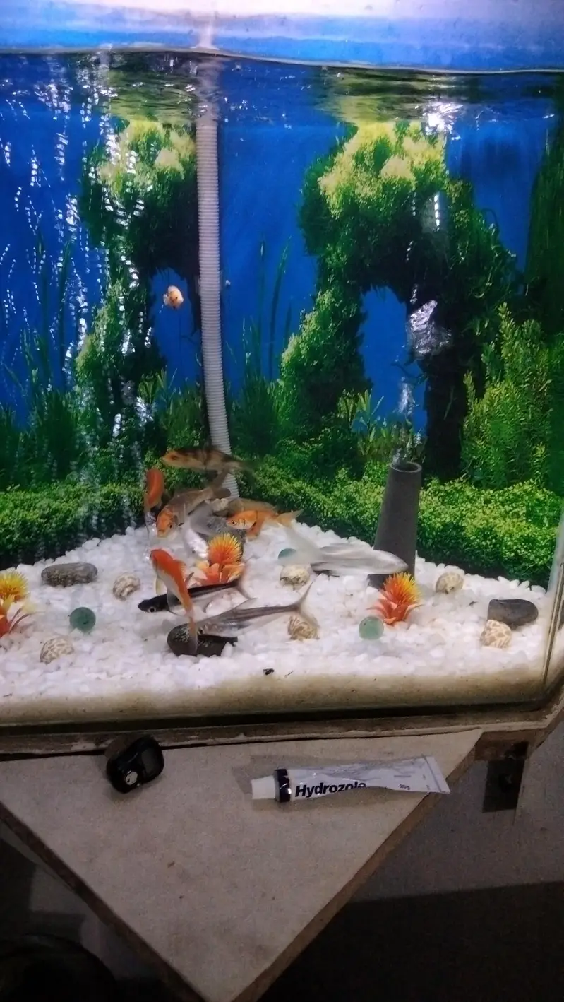 aquarium with 10 fish 03014616692 — photo 3