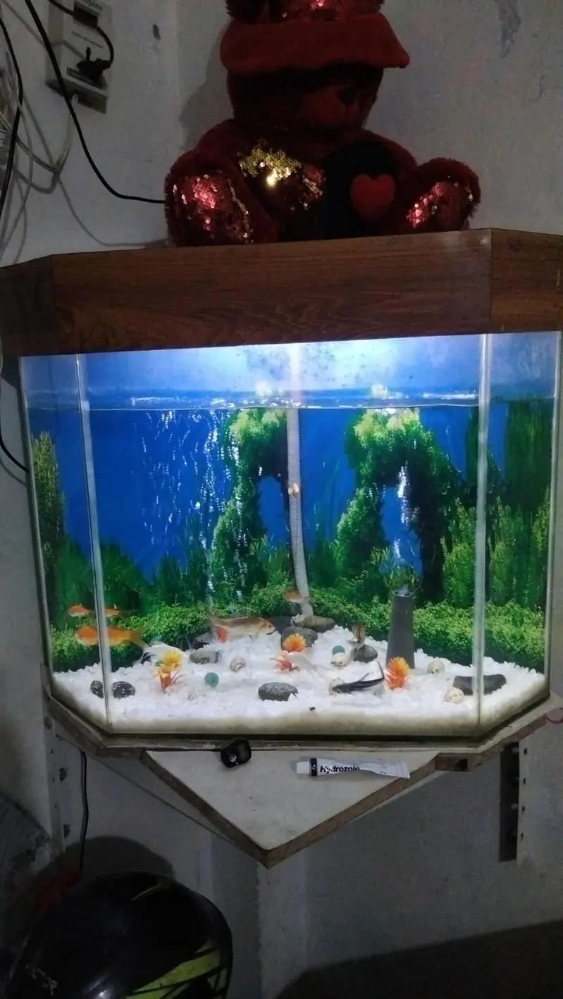aquarium with 10 fish 03014616692 — photo 4