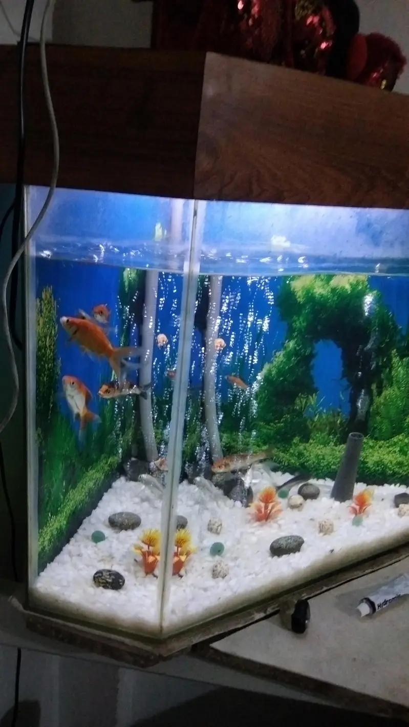 aquarium with 10 fish 03014616692 — photo 5