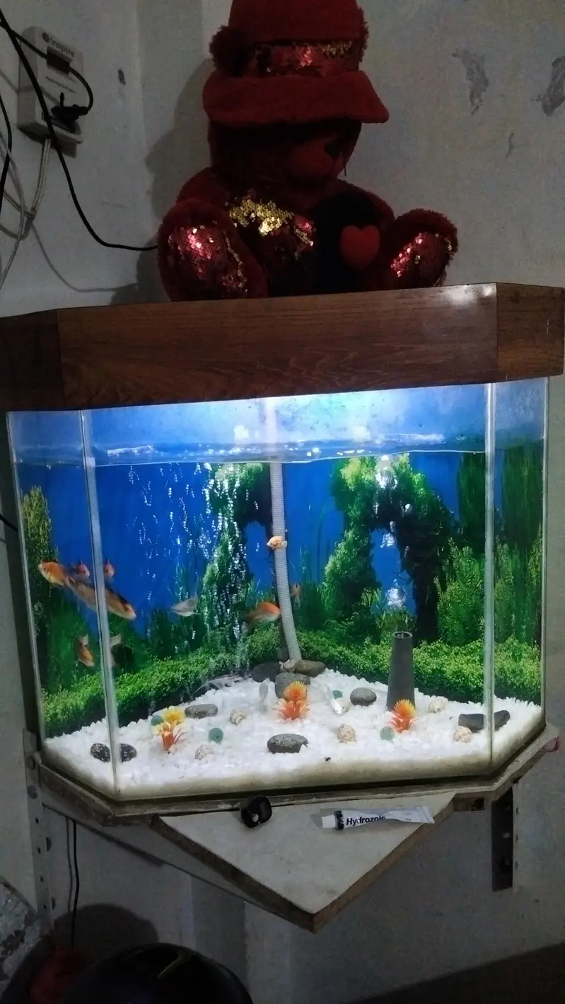 aquarium with 10 fish 03014616692 — photo 6