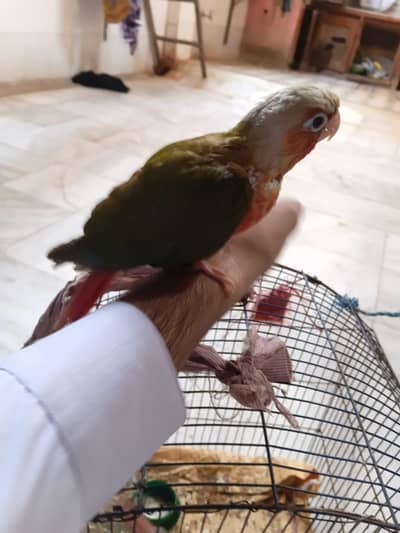 chick or self phata pineapple conure and green ringneck